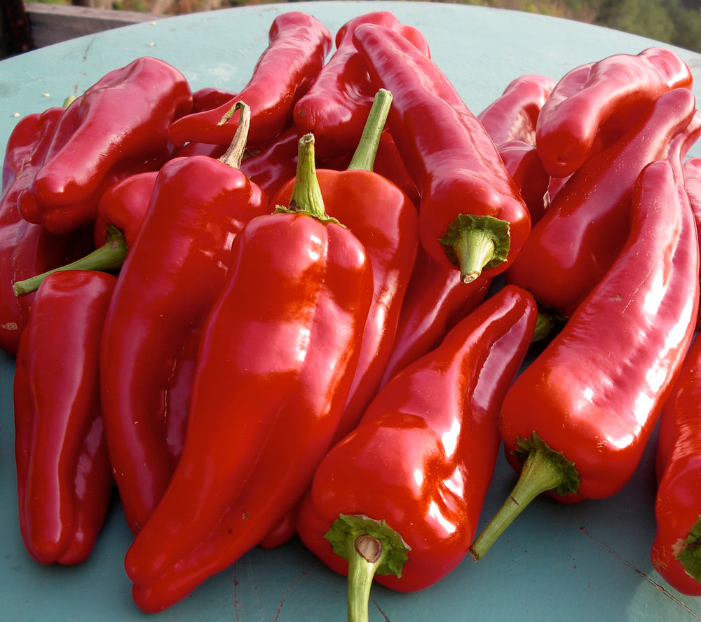 Red Sweet Spanish peppers on a light blue surface