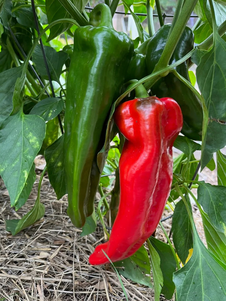 Red Sweet Spanish peppers hanging from a green plant with other peppers in the background.