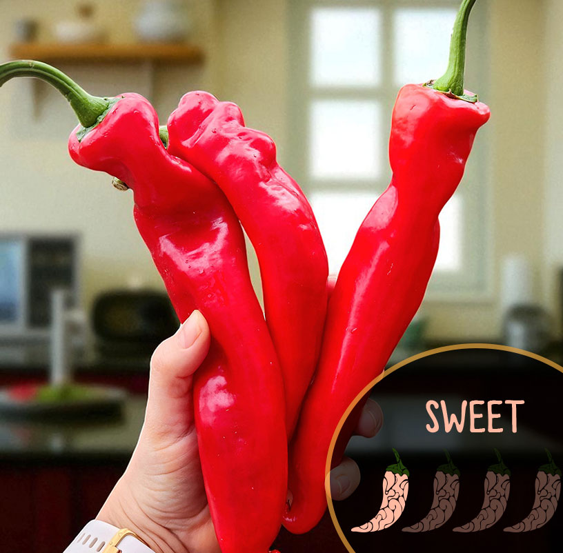 Hand holding two red Sweet Spanish peppers with a blurred indoor background