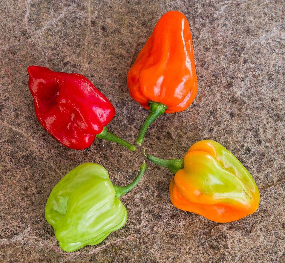 Four colorful Tabago Seasoning peppers (red, orange, green, yellow) on a textured surface