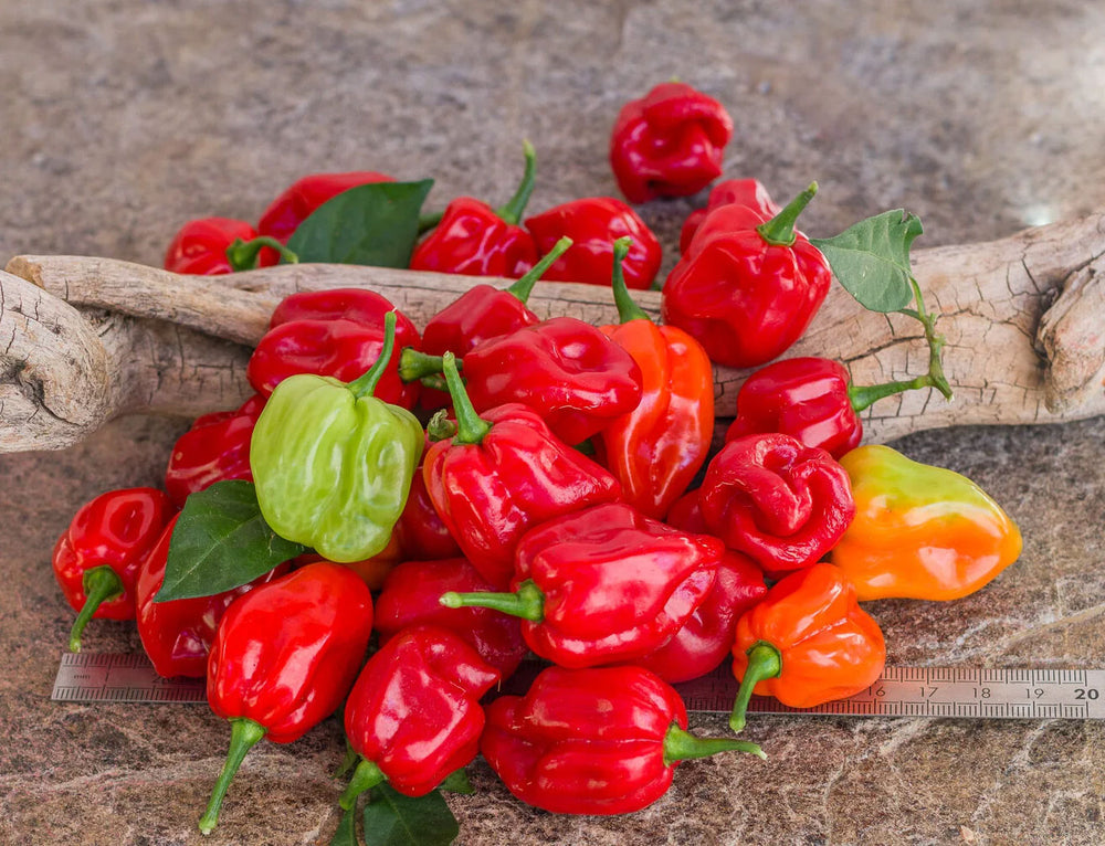 Red and orange Tabago Seasoning peppers with green leaves on a wooden surface