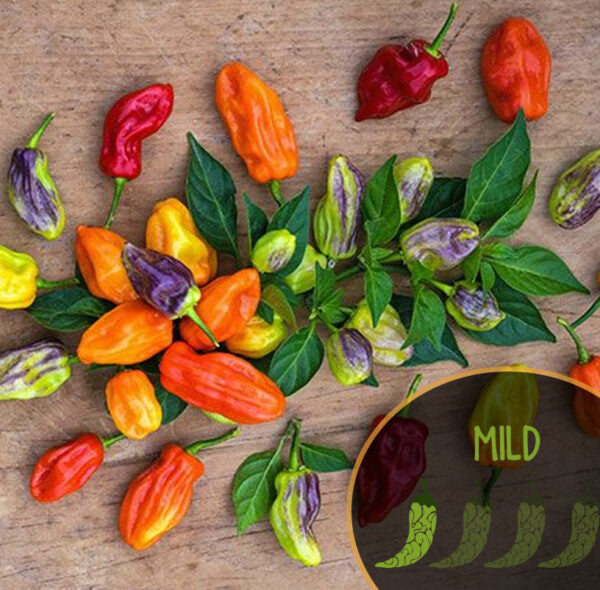 Colorful Tabago Seasoning peppers with leaves on a wooden surface, including a 'MILD' label.