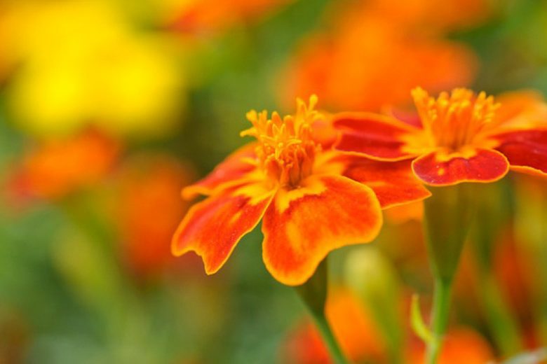 Souci gemme orange