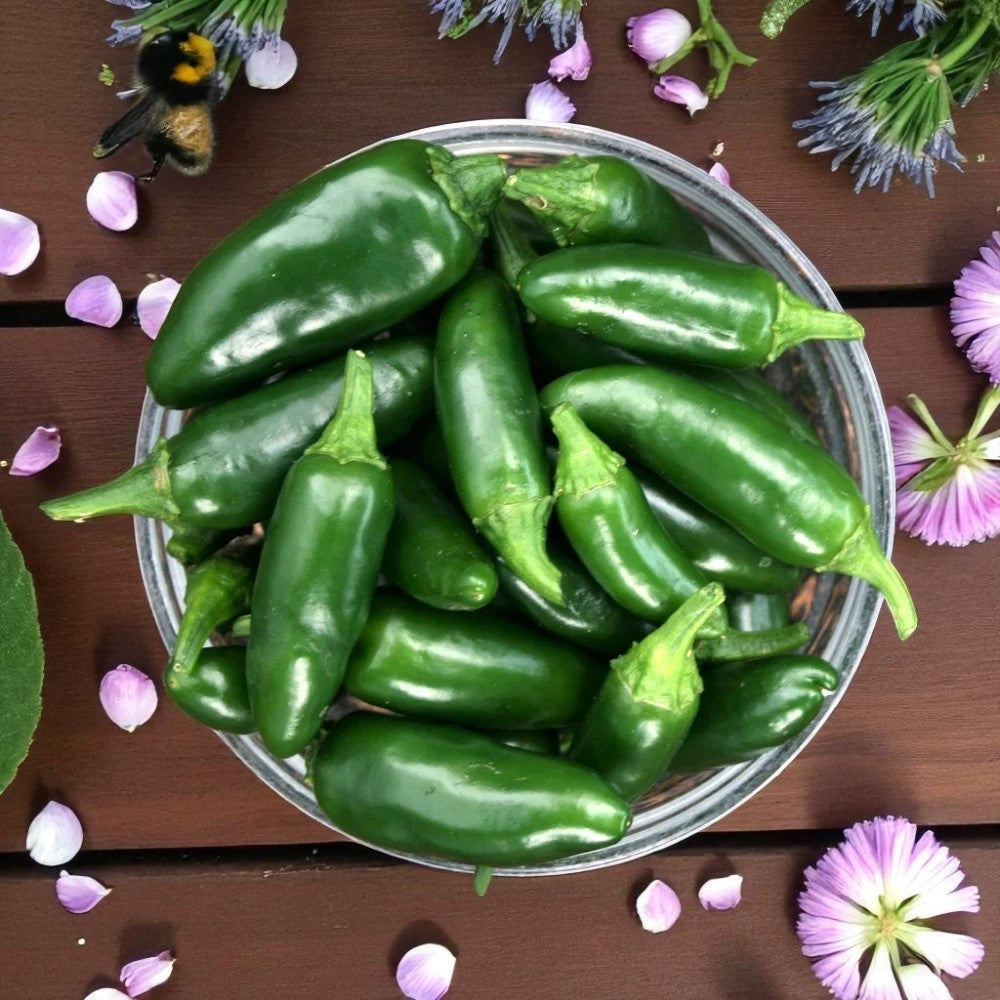 TAM Jalapeño