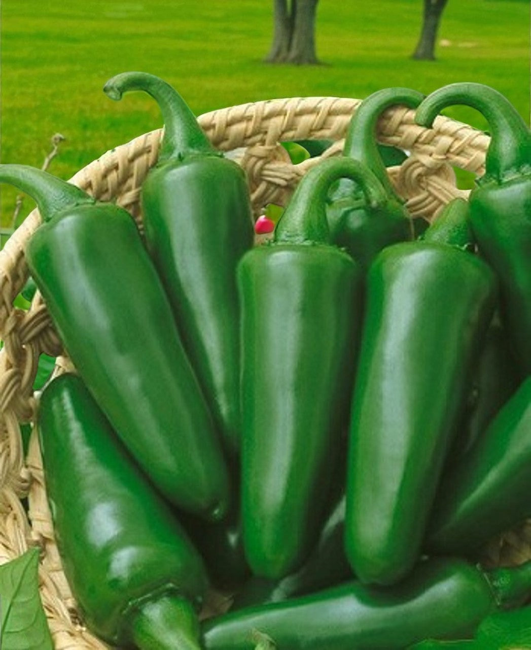 TAM Jalapeño
