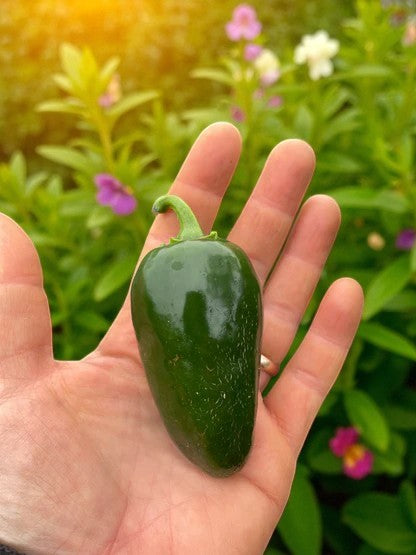 TAM Jalapeño