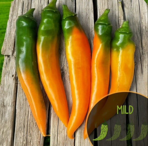 Five green to orange Tequila Sunrise peppers on a wooden surface with 'MILD' text.