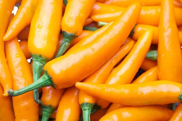 Close-up of bright Tequila Sunrise chili peppers with green stems.