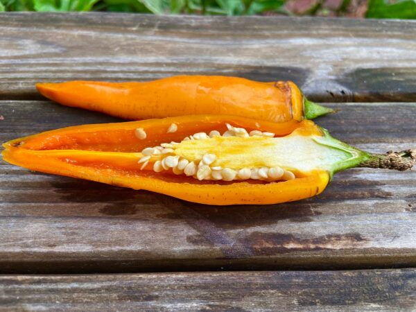 Tequila Sunrise chili pepper cut open on a wooden surface