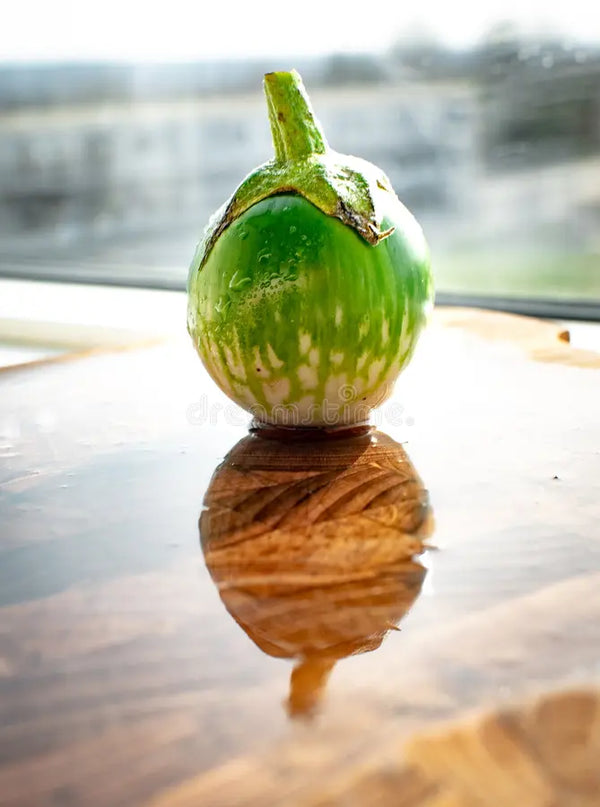 Thai Round Eggplant Seeds - Casa Verde Seeds