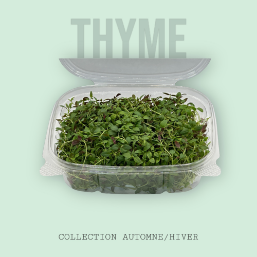 Micro Thyme