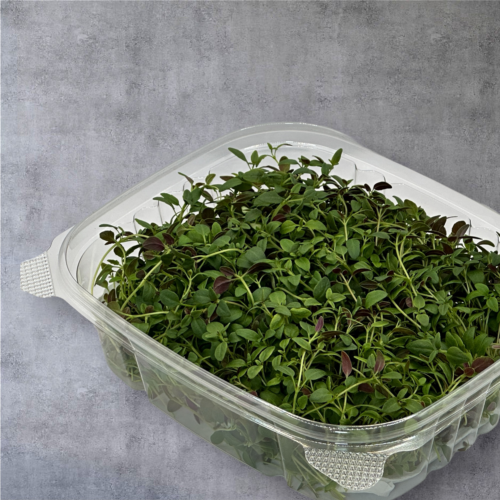Micro Thyme
