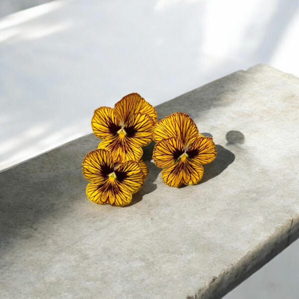 Graines de fleurs comestibles de violette œil de tigre