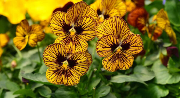 Graines de fleurs comestibles de violette œil de tigre