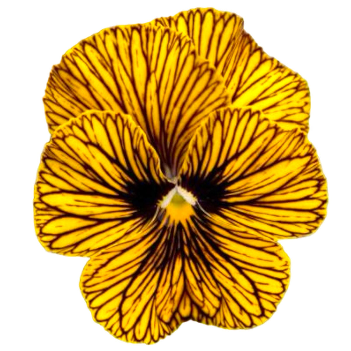 Tiger Eye Viola Edible Flower Seeds included in Edible Flower Garnish Pack