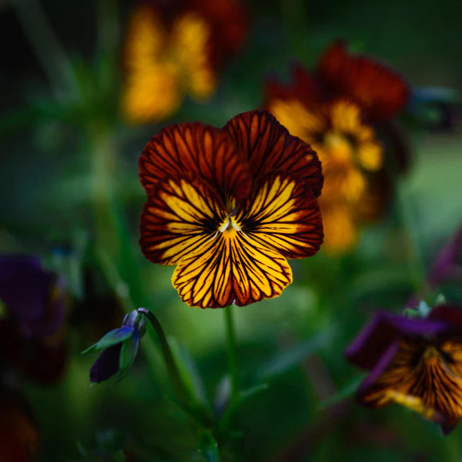 Œil de tigre rouge viola