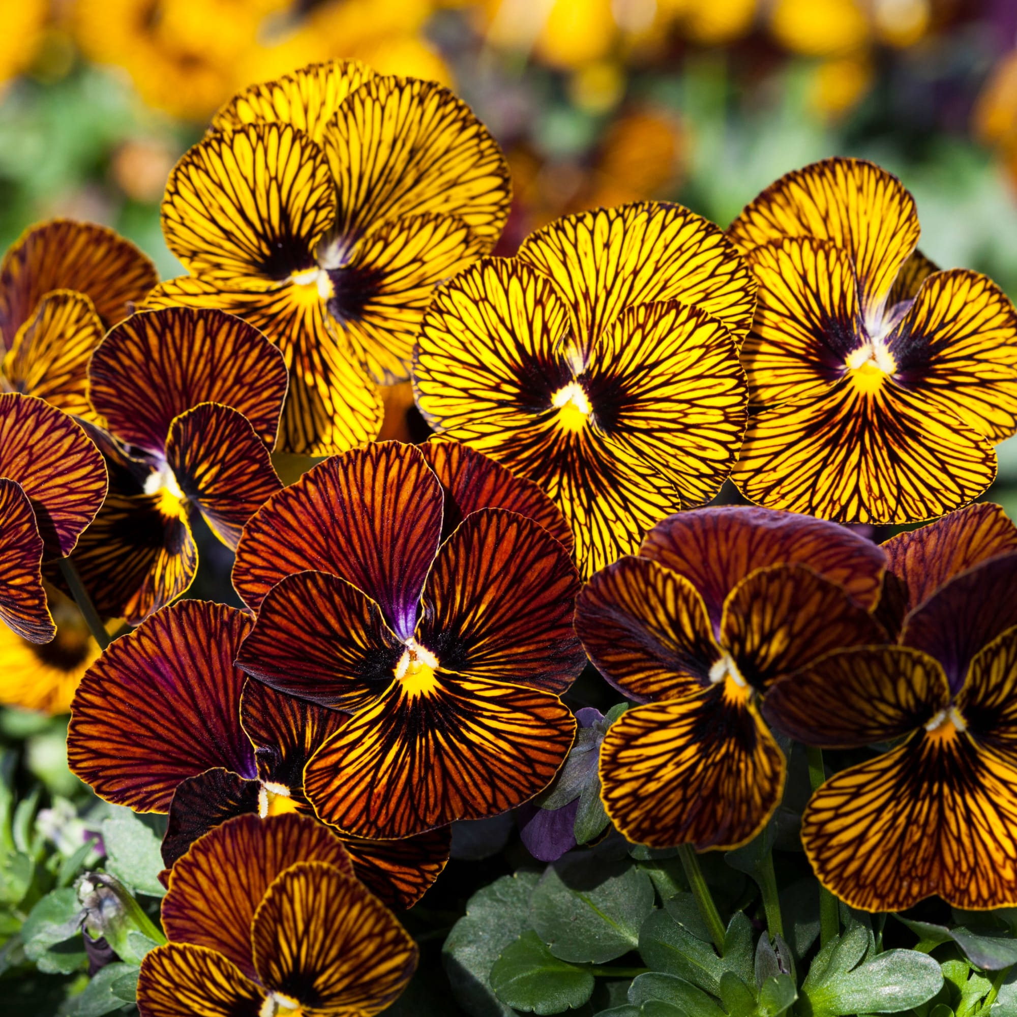 Œil de tigre rouge viola