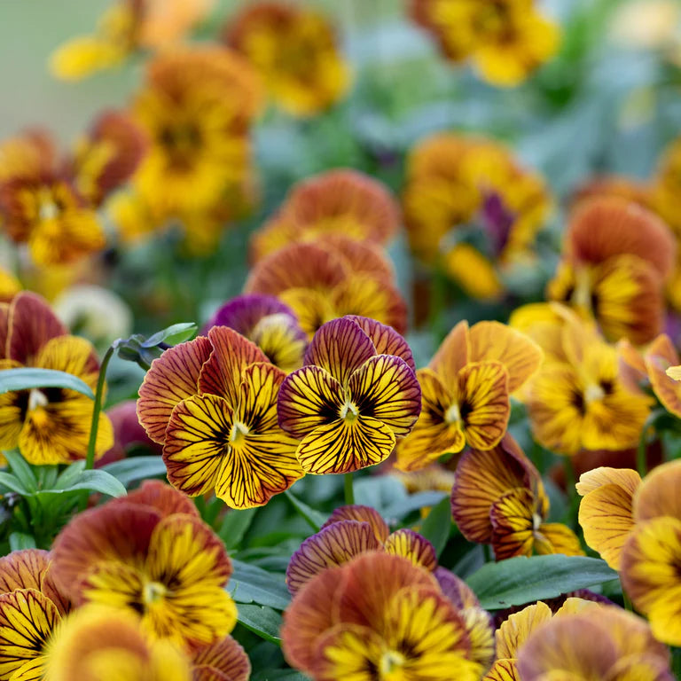 Œil de tigre rouge viola