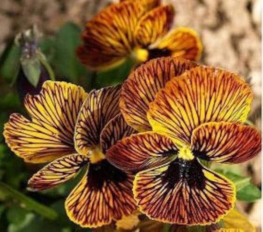 Œil de tigre rouge viola