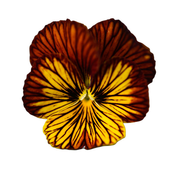Tiger Eye Red Viola Seeds - tiger eye red viola flower seeds