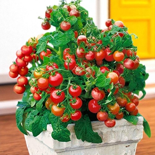 Tomate micro-naine Tiny Tim