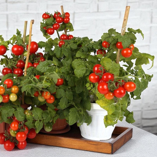 Tiny Tim Micro Dwarf Tomato seeds for indoor gardening in Canada - Compact red cherry tomato plant for pots and windowsills - Casa Verde Chef Shop