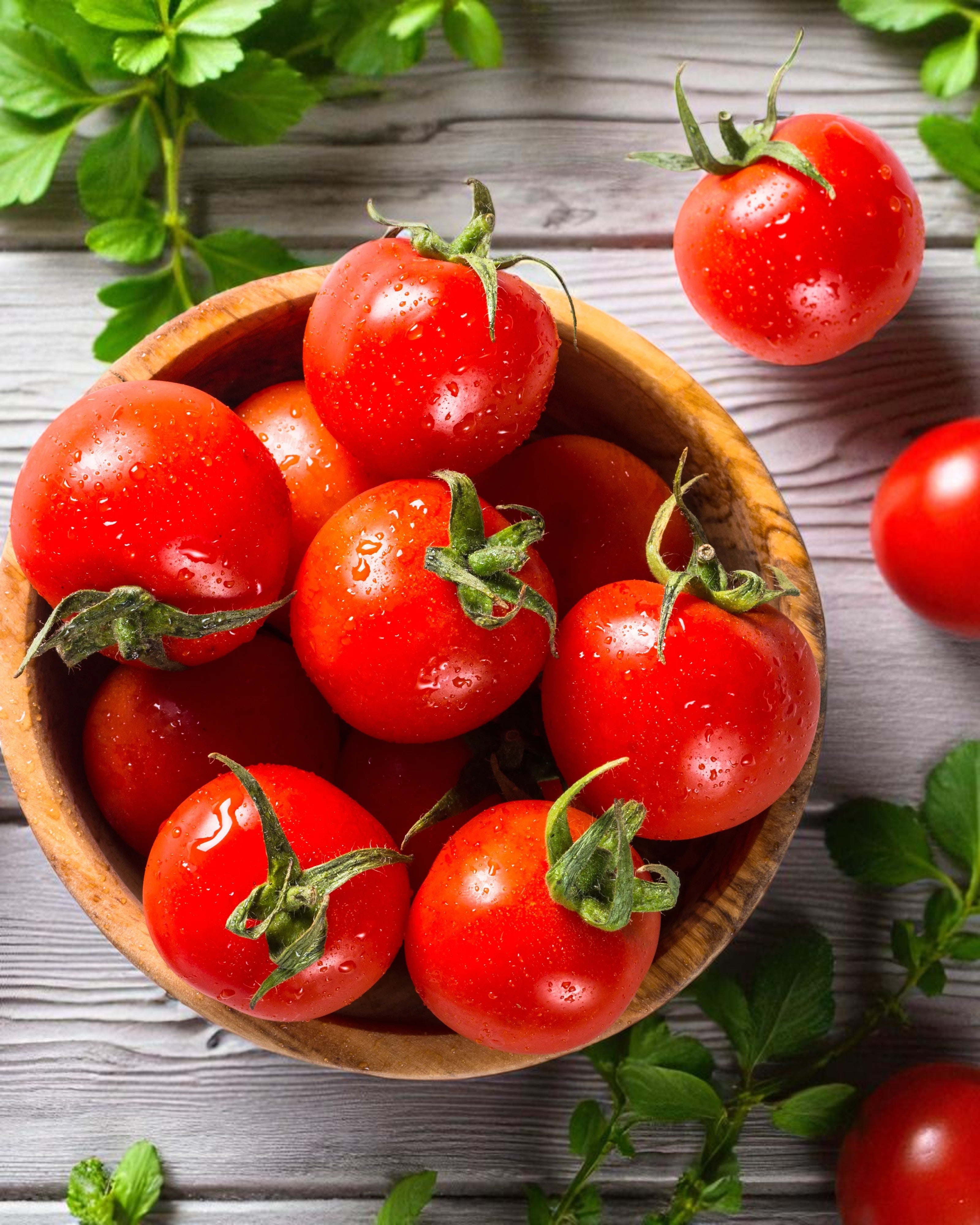 Tomate micro-naine Tiny Tim