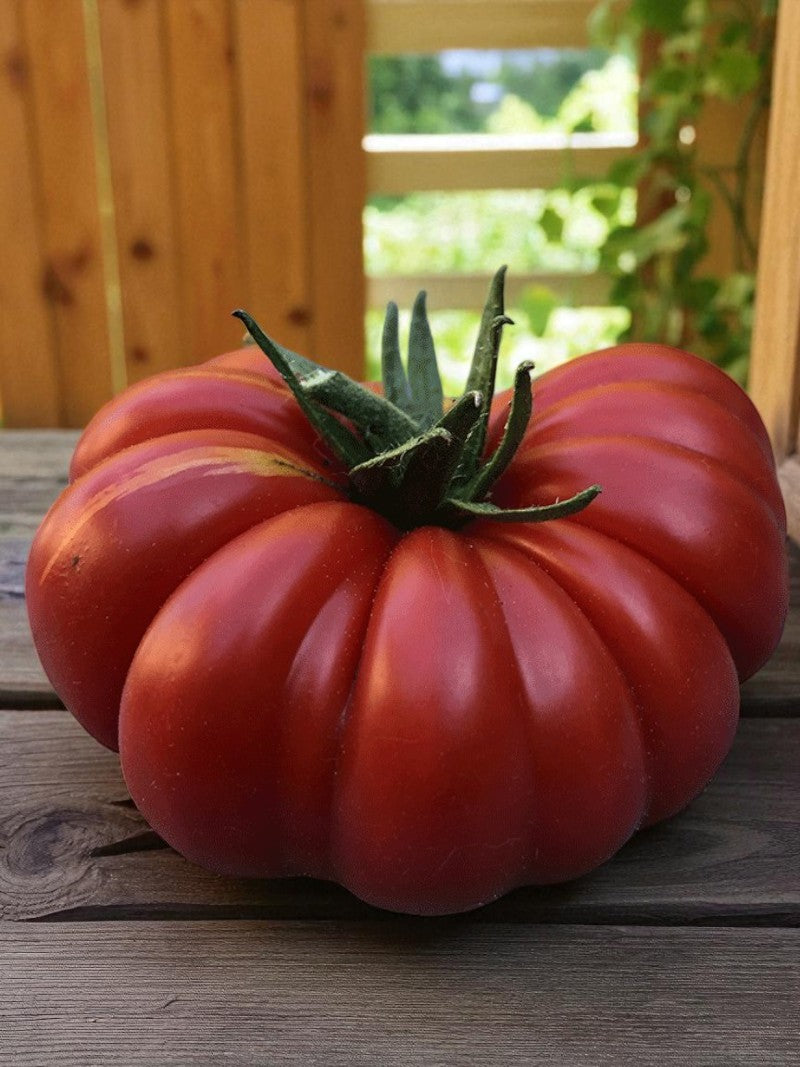 Tomate Costoluto Genovese