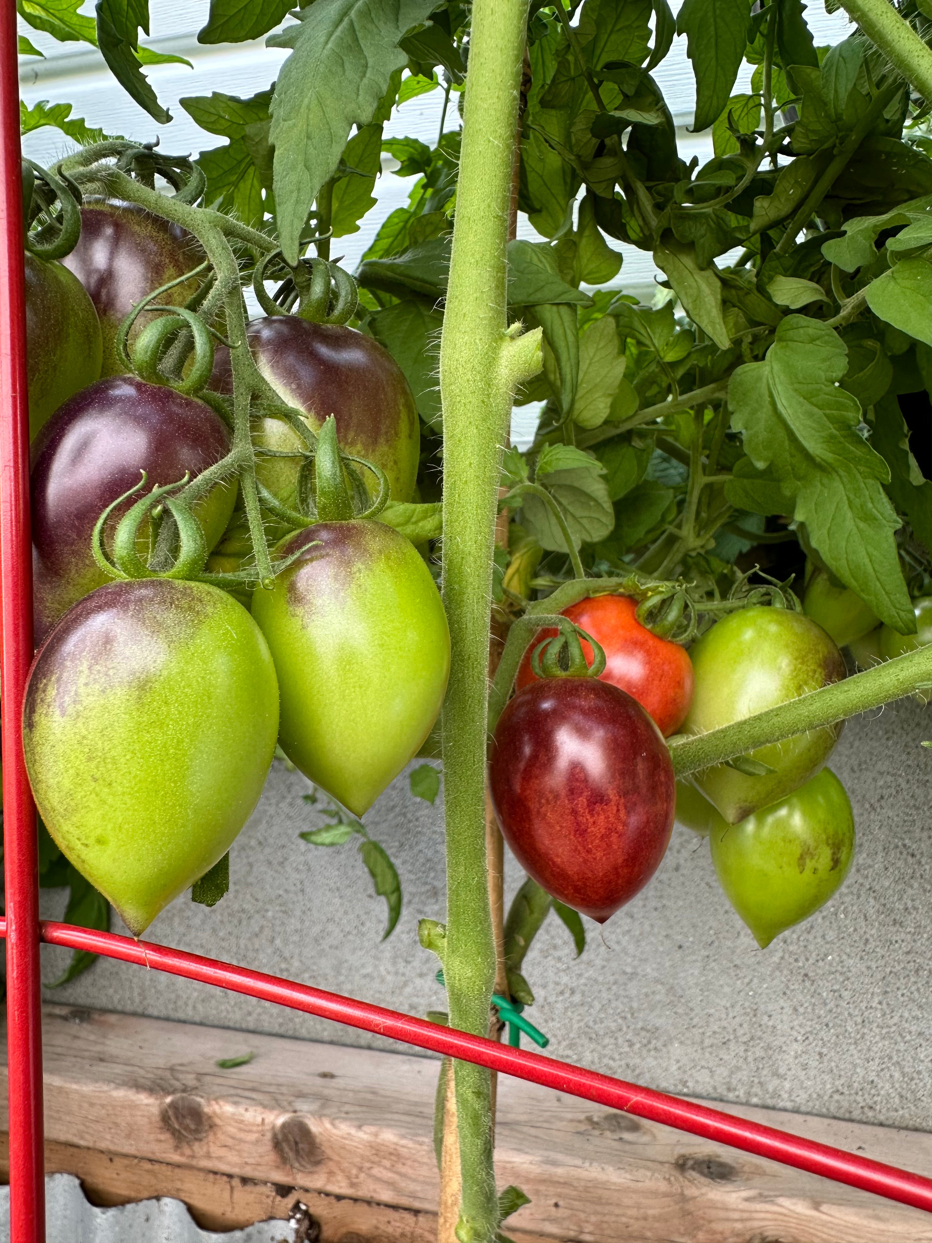 Tomate Roma de minuit
