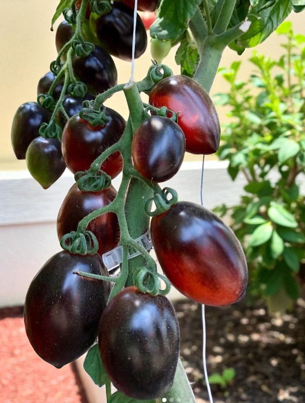 Tomate Roma de minuit
