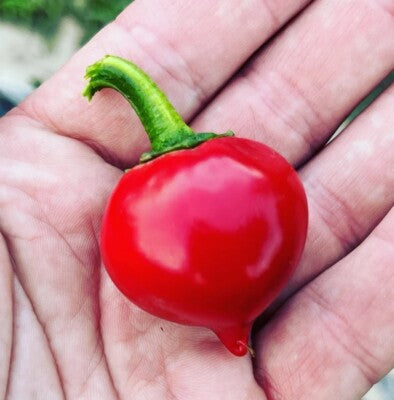 Tondo Calabrese Pepper