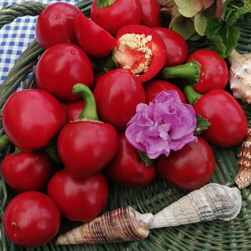 Tondo Calabrese Pepper