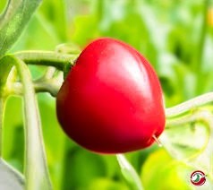 Tondo Calabrese Pepper