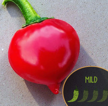 Poivre Tondo Calabrese