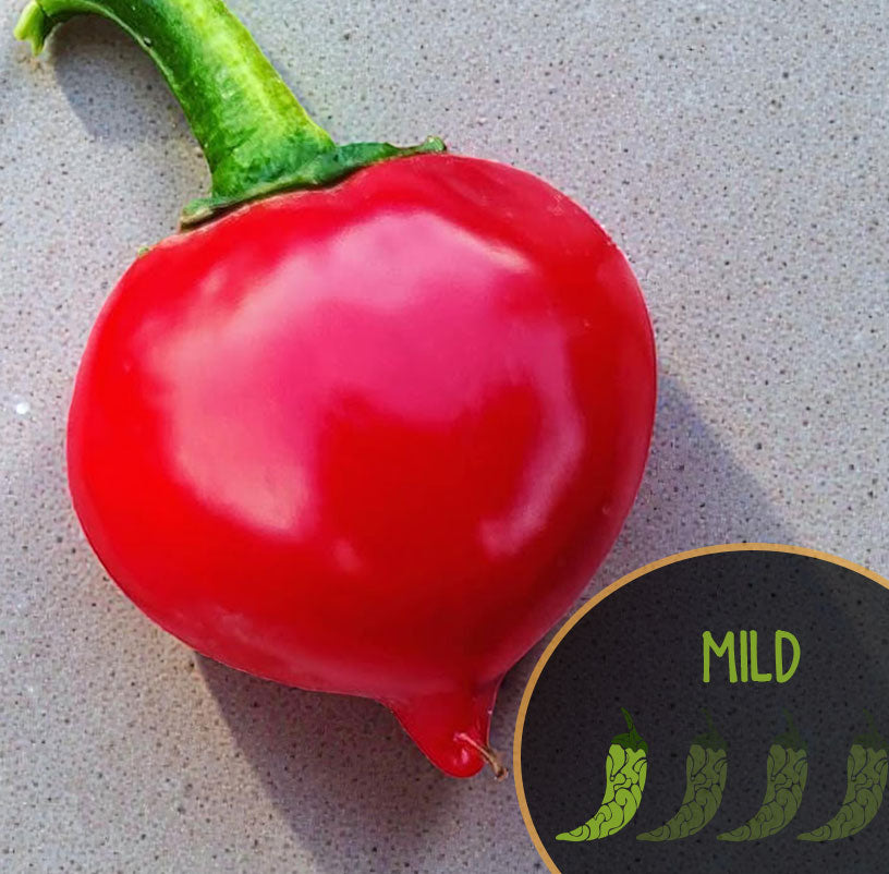 Poivre Tondo Calabrese