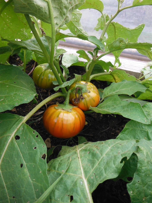 Aubergine orange turque