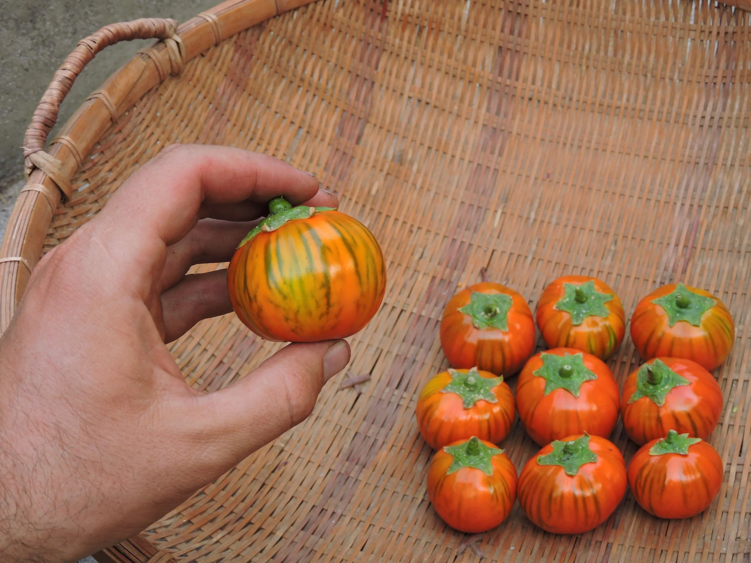 Aubergine orange turque