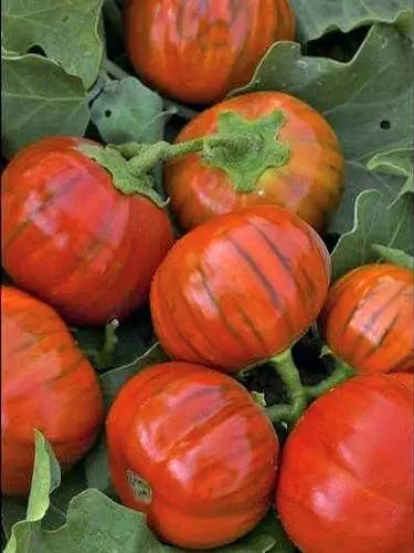 Aubergine orange turque