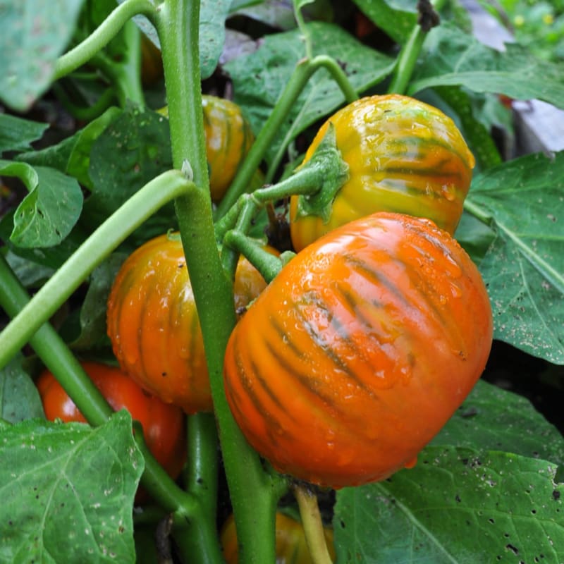 Aubergine orange turque
