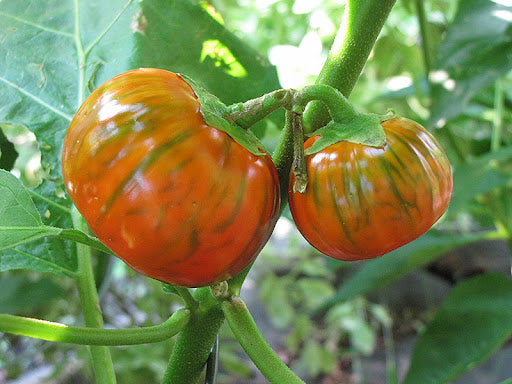 Aubergine orange turque
