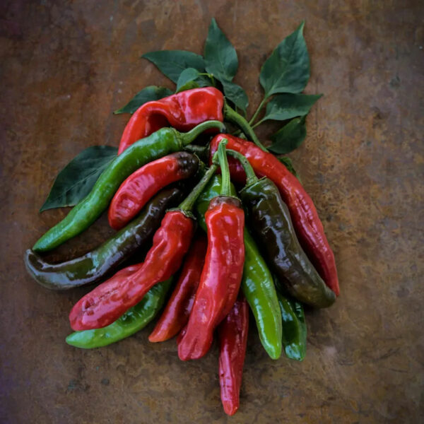 Piment Txorixero 