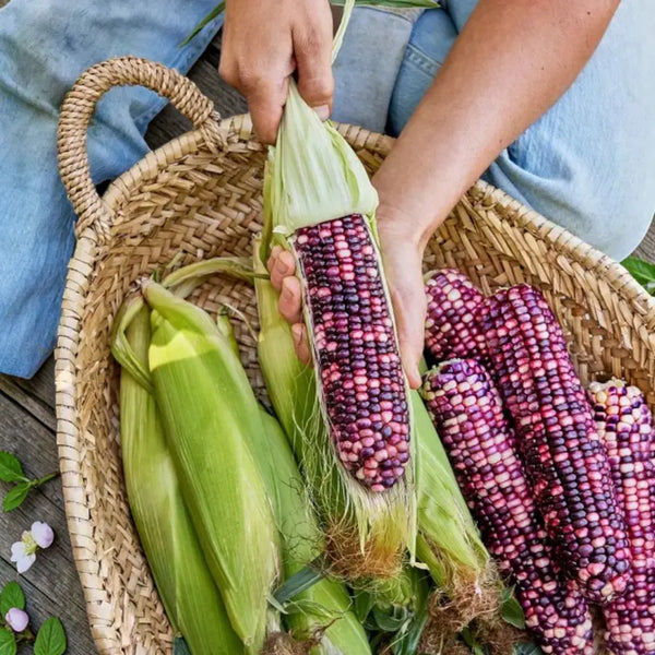 Ultra Violet Corn Seeds - Casa Verde Seeds