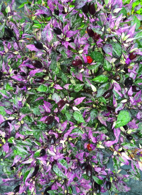 Close-up of a plant with purple and green leaves and small red berries.