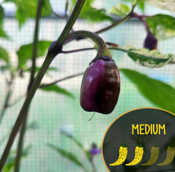 Purple Venezuelan pepper on a plant with a 'Medium' heat level label.