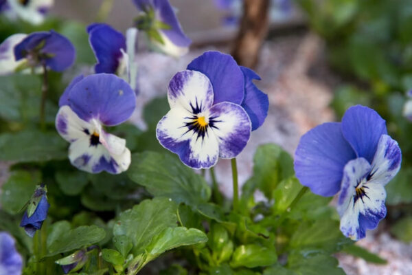 Sorbet Viola Bleu de Delft