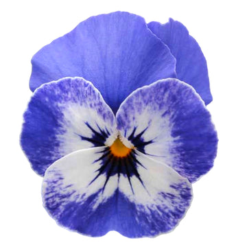 Sorbet Viola Bleu de Delft