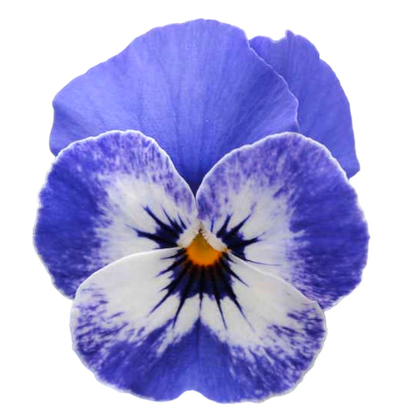 Viola Sorbet Delft Blue edible flower seeds - blue viola blooms