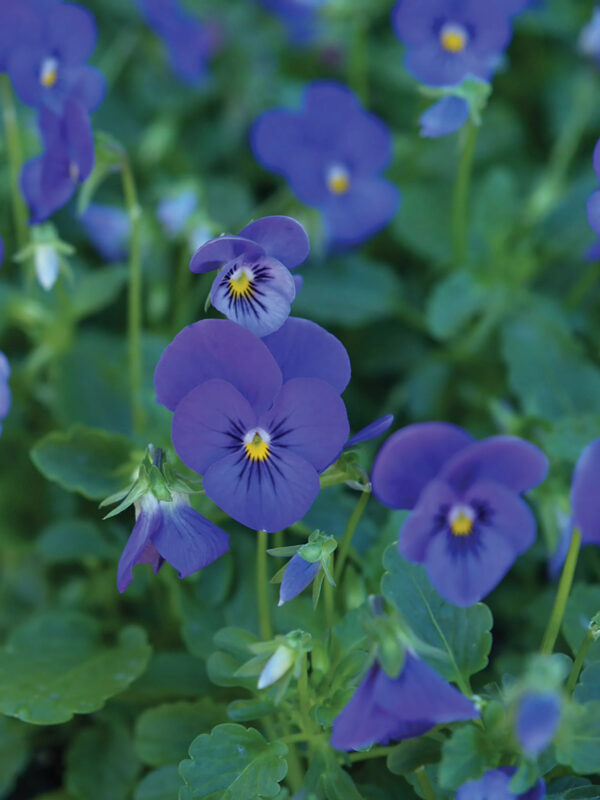 Fleur comestible bleu électrique Viola Gem