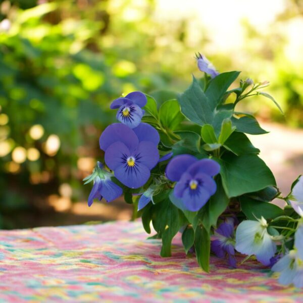 Fleur comestible bleu électrique Viola Gem