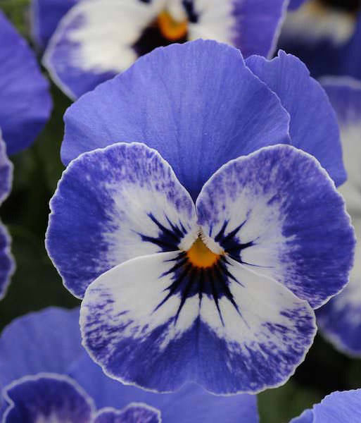 Sorbet Viola Bleu de Delft